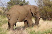 elephant (10)